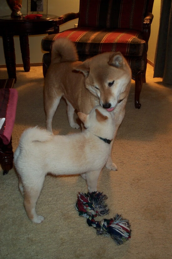 国家篮球联赛引进全新数据分析系统助力球队备战,中国篮球数据库查询