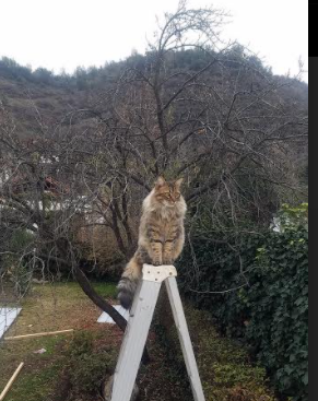 爱游戏娱乐网址-传奇教练的战术思想，如何影响比赛走向？，教练传奇百科